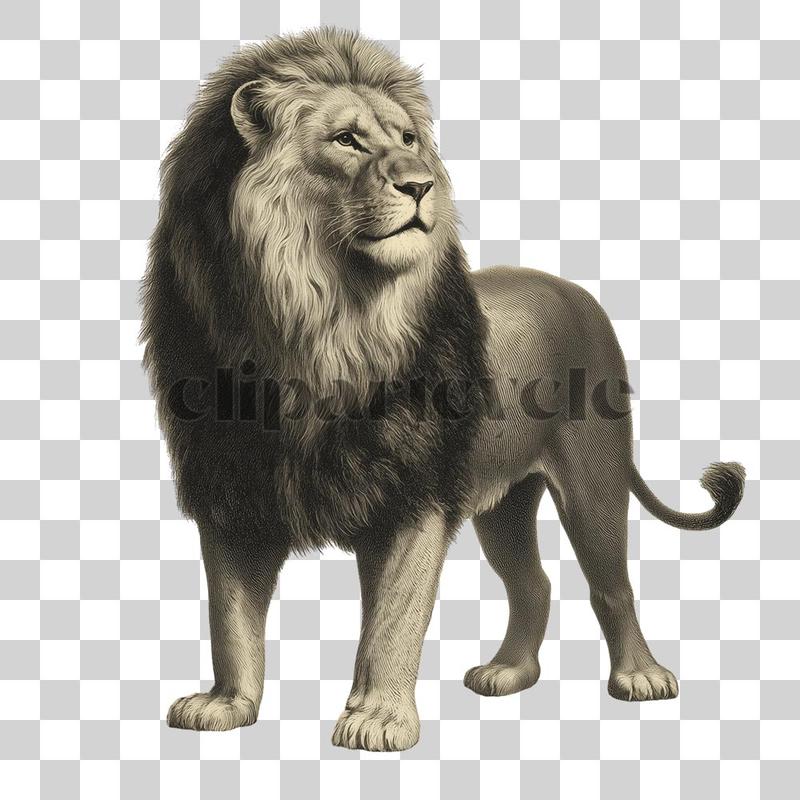 Vintage engraving-style lion standing with detailed mane and shading